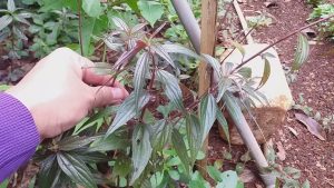 Cây Thuốc Dòi – 4 công dụng không ngờ