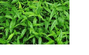 Cây Bìm Bịp Vị thuốc Quý Cho Sức Khỏe