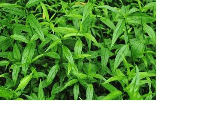 Cây Bìm Bịp Vị thuốc Quý Cho Sức Khỏe