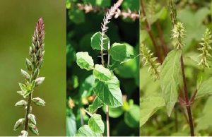 Cây Cỏ Xước Tác Dụng Đối Với Sức Khỏe