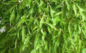 Cây Đinh Lăng: 7 Tác Dụng Nổi Bật Cho Sức Khỏe