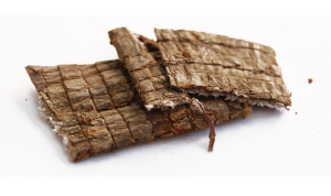 Cây đỗ trọng, vị thuốc quý cho người bị xương khớp