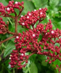 Cây Gối Hạc - 5 Bài Thuốc Trị Xương Khớp Hiệu Quả Từ Thiên Nhiên