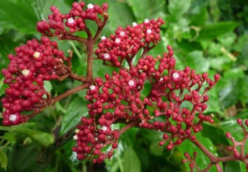 demo1 1 Cây Gối Hạc - 5 Bài Thuốc Trị Xương Khớp Hiệu Quả Từ Thiên Nhiên