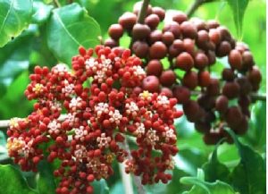 Cây Gối Hạc - 5 Bài Thuốc Trị Xương Khớp Hiệu Quả Từ Thiên Nhiên