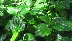 Cây Lá lốt và một số bài thuốc trị xương khớp