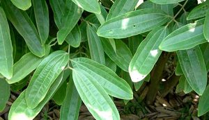 Quế Chi - Vị Thuốc Quý Với Nhiều Công Dụng Tuyệt Vời Cho Sức Khỏe