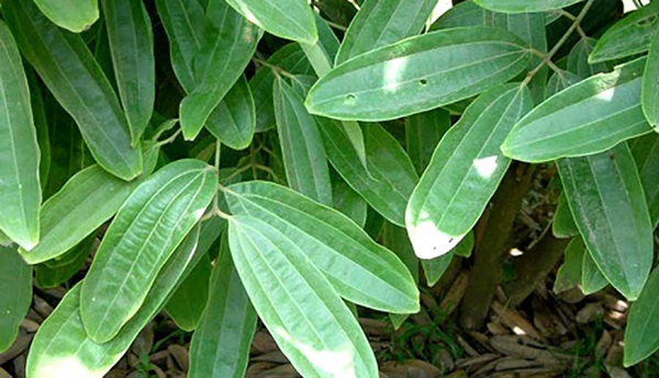 Quế Chi - Vị Thuốc Quý Với Nhiều Công Dụng Tuyệt Vời Cho Sức Khỏe