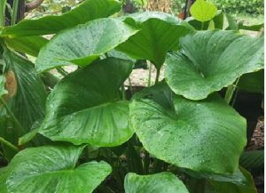 Cây Thiên Niên Kiện Dược Liệu Quý Trị Xương Khớp