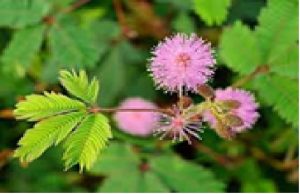 Cây trinh Nữ Công Dụng Và Bài Thuốc