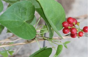 Cây Dây Đau Xương Và 5 Bài Thuốc Dân Gian Hiệu Quả Cho Xương Khớp