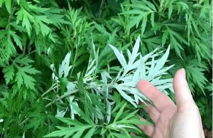 Cây Ngải Cứu - 7 Tác Dụng Bạn Nên Biết