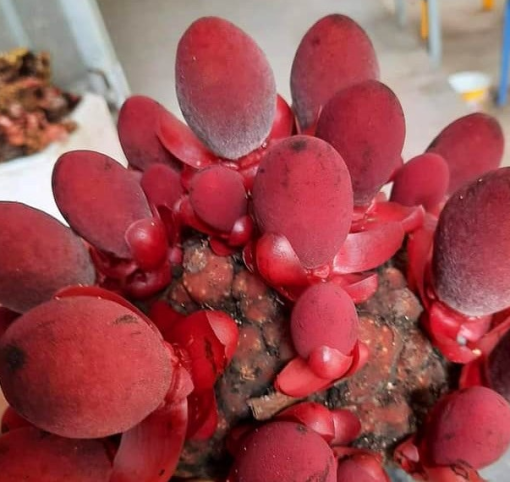 Nấm ngọc cẩu 2 Nấm ngọc cẩu