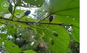 Cây Bát Giác Phong : Vị Thuốc Quý