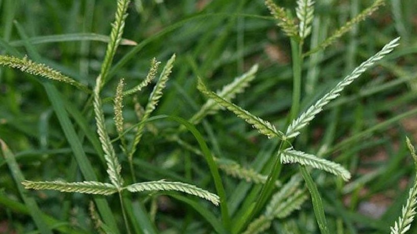 Cây cỏ mần trầu