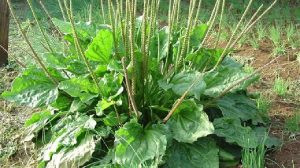 Cây mã đề: Thảo dược quý trong y học cổ truyền và hiện đại