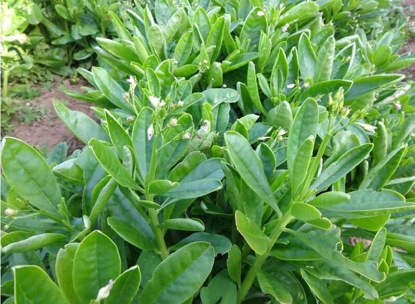 cây sâm đất