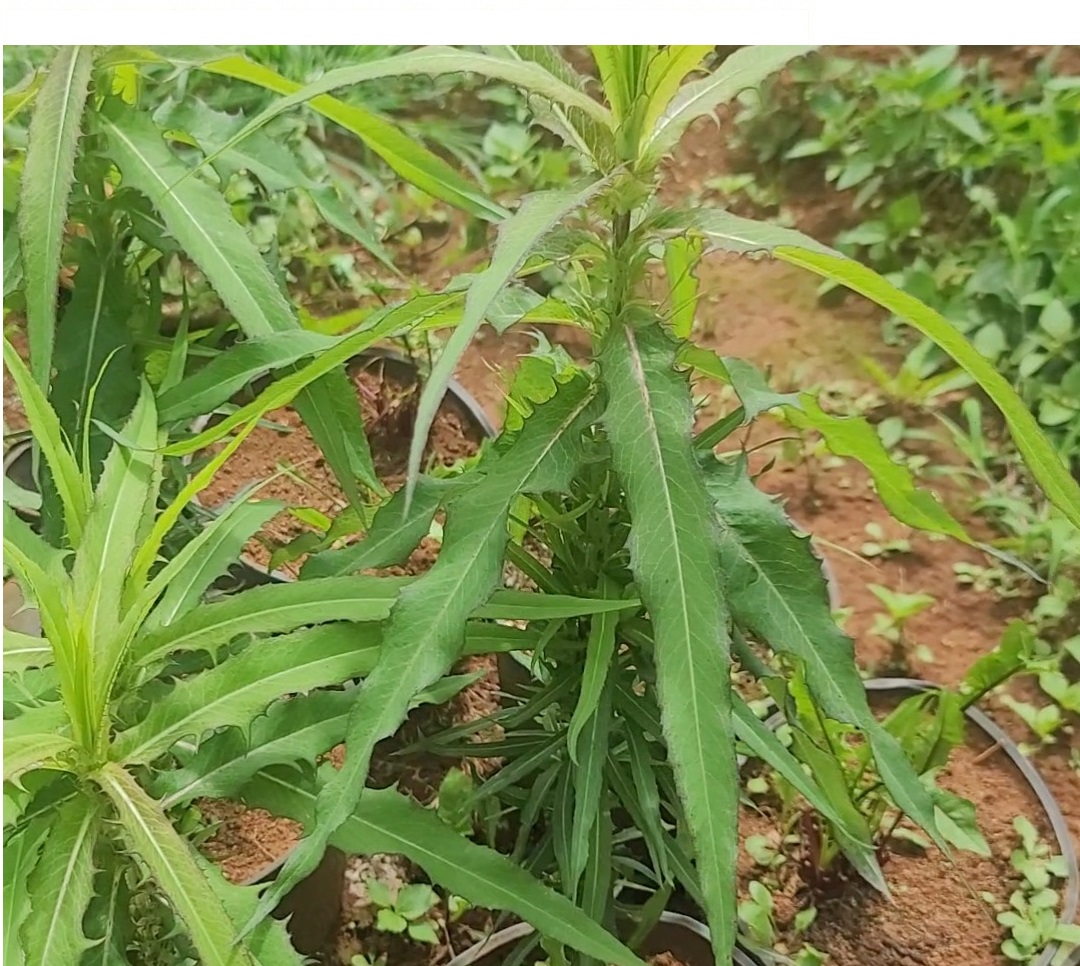 Cây bồ công anh 1 cây bồ công anh