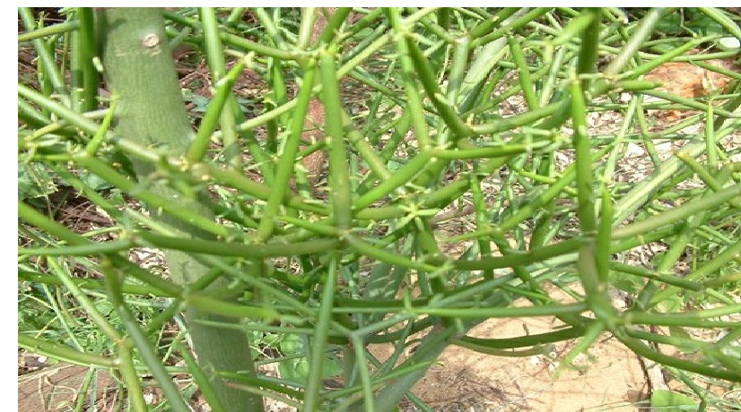 Bệnh Viêm Mũi Xoang 1 cây cần dao