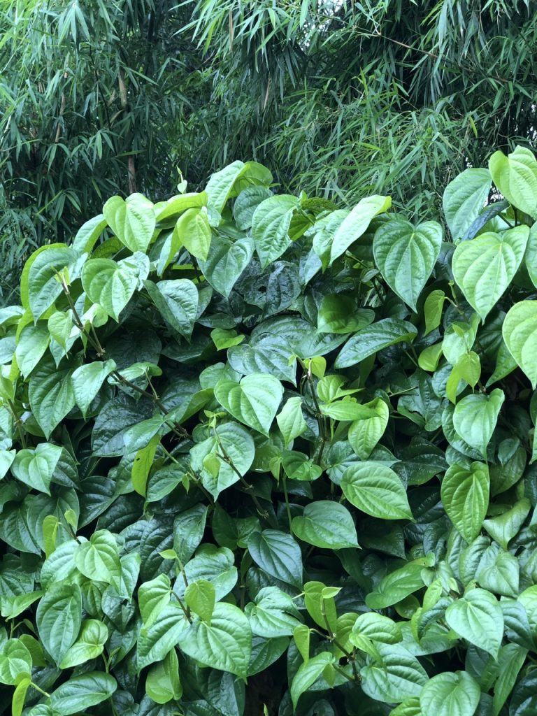 Lá Trầu Không : 3 Bài Thuốc Dân Gian Hay Từ Lá Trầu Không 2 Lá Trầu Không : 3 Bài Thuốc Dân Gian Hay Từ Lá Trầu Không