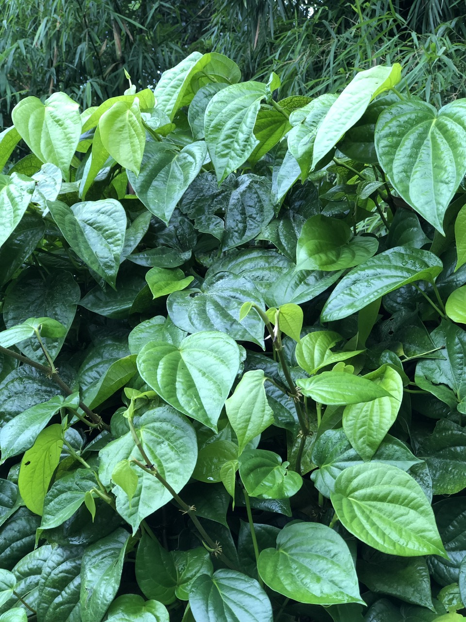 Lá Trầu Không : 3 Bài Thuốc Dân Gian Hay Từ Lá Trầu Không 1 Lá Trầu Không : 3 Bài Thuốc Dân Gian Hay Từ Lá Trầu Không