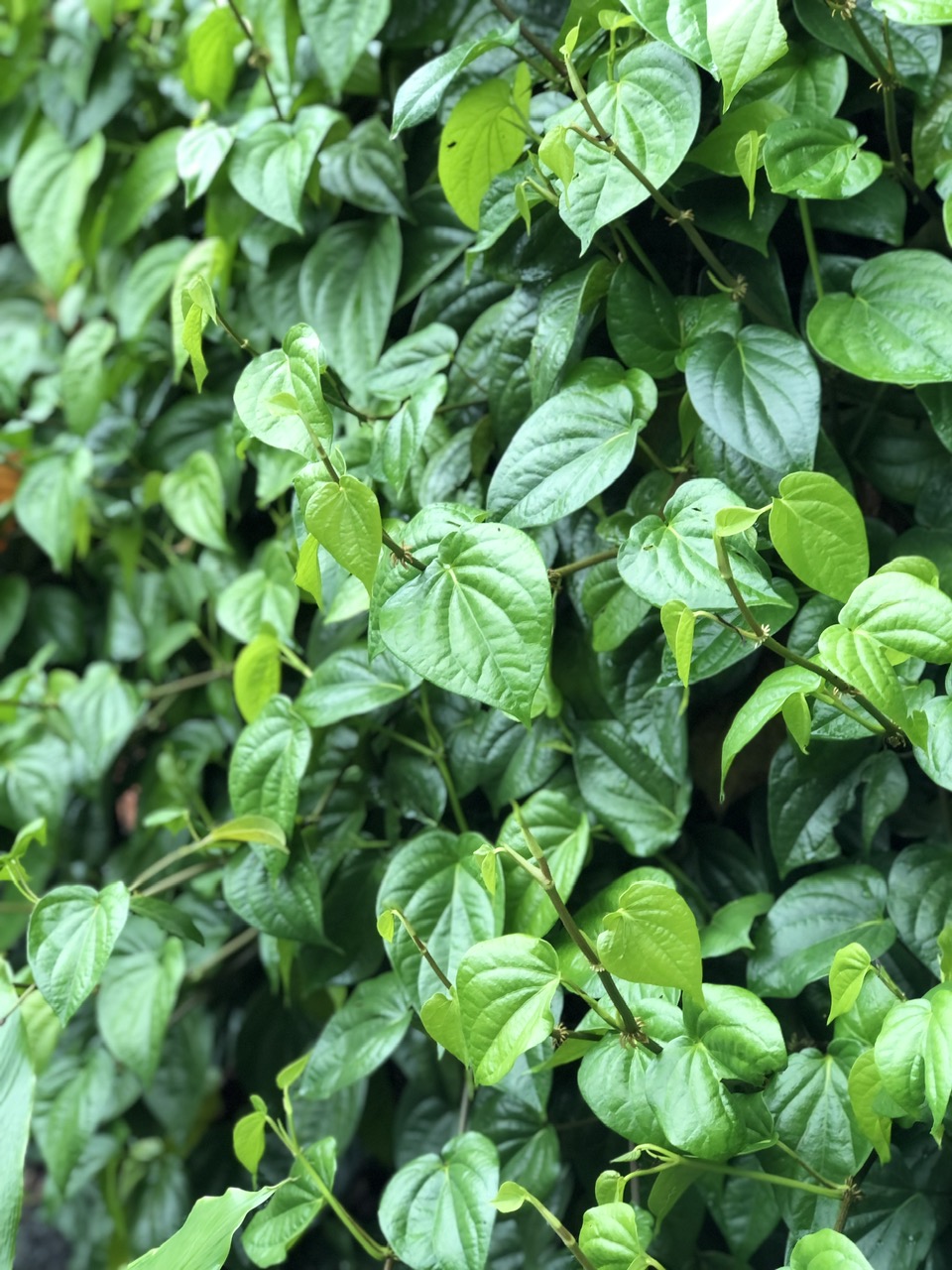 Lá Trầu Không : 3 Bài Thuốc Dân Gian Hay Từ Lá Trầu Không 1 trau 3