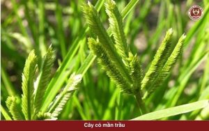 Cỏ mần trầu: 7 tác dụng không ngờ tới