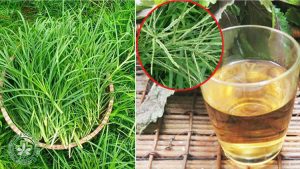 cỏ mần trầu có tốt không ? Có nên uống cỏ mần trầu hàng ngày