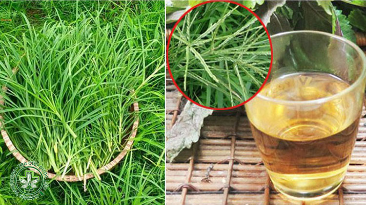 cỏ mần trầu có tốt không ? Có nên uống cỏ mần trầu hàng ngày