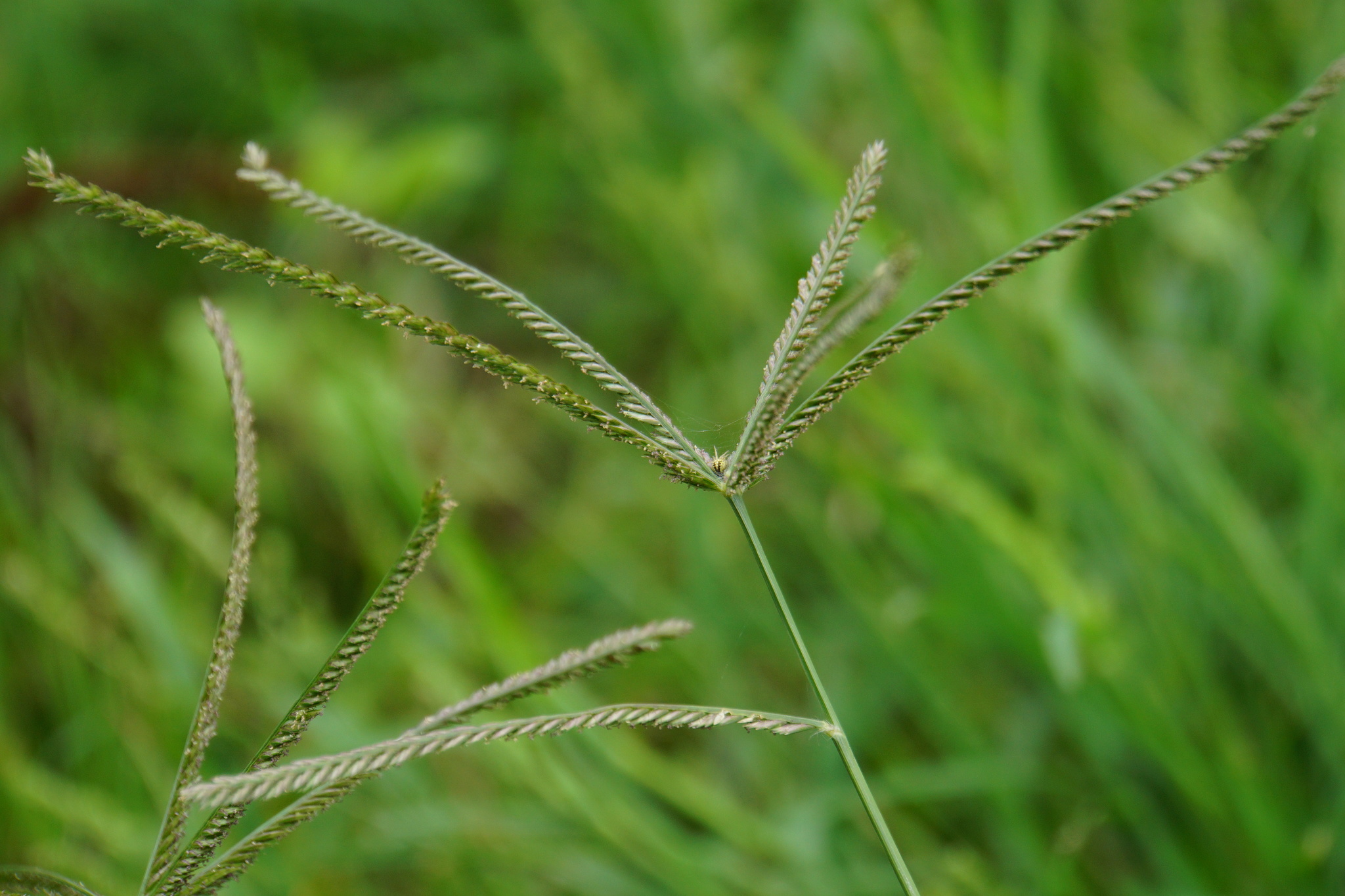Cỏ mần trầu có tốt không ? Có nên uống cỏ mần trầu hàng ngày
