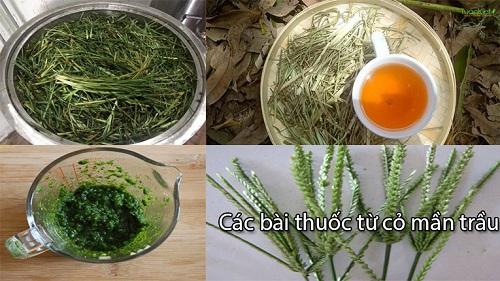 Cỏ mần trầu hạ huyết áp - Cách nấu nước cỏ mần trầu