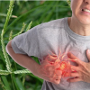 Hướng dẫn cách dùng cỏ mần trầu hạ huyết áp tại nhà cho người cao tuổi. Khám phá bài thuốc Đông y lành tính giúp ổn định huyết áp, phòng ngừa biến chứng tim mạch.